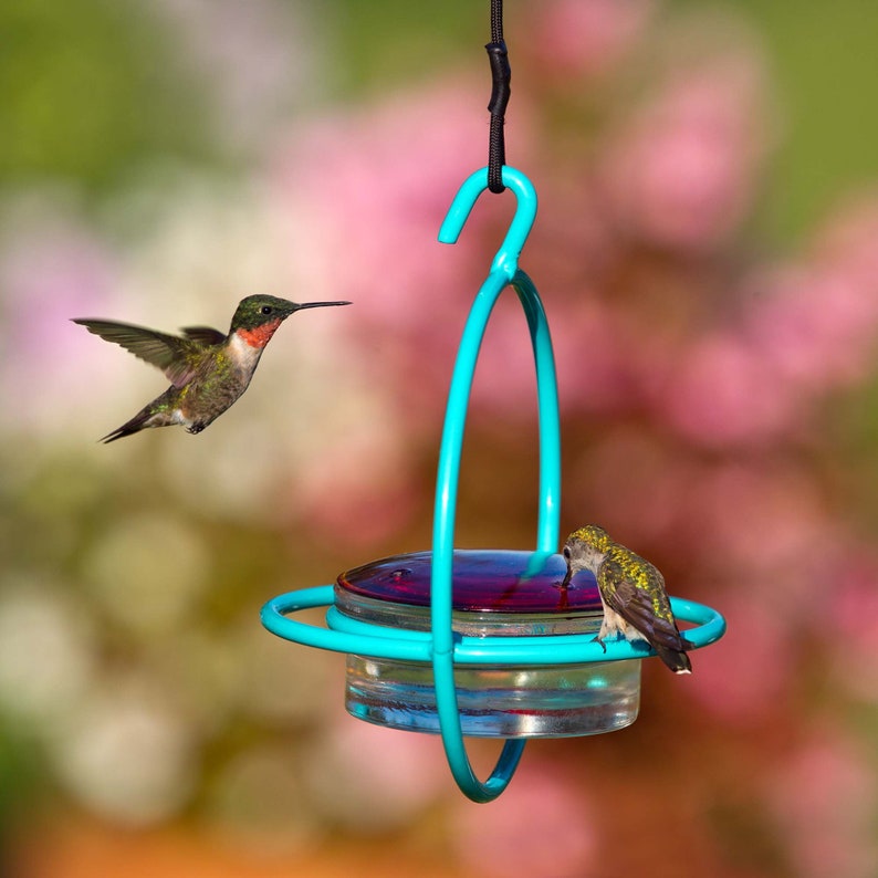 Aqua feeder with one feeding hummingbird sitting on the perch and another hovering, awaiting its turn at one of the four ports. Blurred green and pink foliage background.