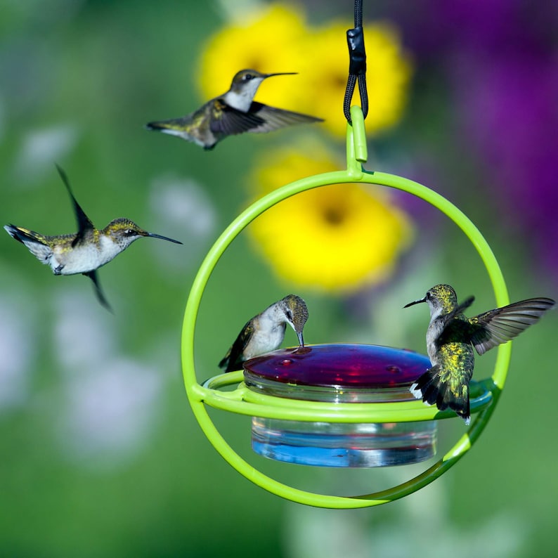 Lime feeder with one feeding hummingbird sitting on the perch and three others hovering, awaiting their turn at one of the four ports. Blurred purple, yellow, and green foliage background.