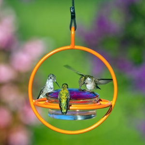 Orange feeder with three feeding hummingbirds sitting on the perch. Blurred purple and pink foliage background.