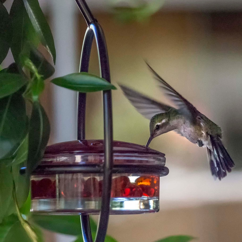 May include: A hummingbird hovers near a glass bird feeder filled with red liquid. The feeder is suspended from a black metal frame, with green leaves in the background. The hummingbird has green and white feathers.