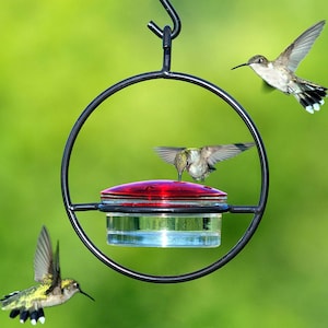 Hummingbird feeder consists of a vertical ring of black powder-coated metal. A clear 3.4oz recycled glass dish sits suspended in the middle covered by a red glass lid with four feeding ports. Open top hook allows for easy hanging.