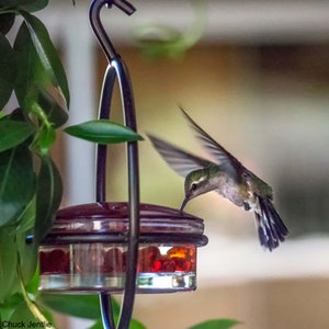 Hummingbird feeder consists of a vertical ring of black powder-coated metal. A clear 3.4oz recycled glass dish sits suspended in the middle covered by a red glass lid with four feeding ports. Open top hook allows for easy hanging.