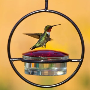 Hummingbird feeder consists of a vertical ring of black powder-coated metal. A clear 3.4oz recycled glass dish sits suspended in the middle covered by a red glass lid with four feeding ports. Open top hook allows for easy hanging.