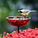 see more listings in the Bird Feeders section