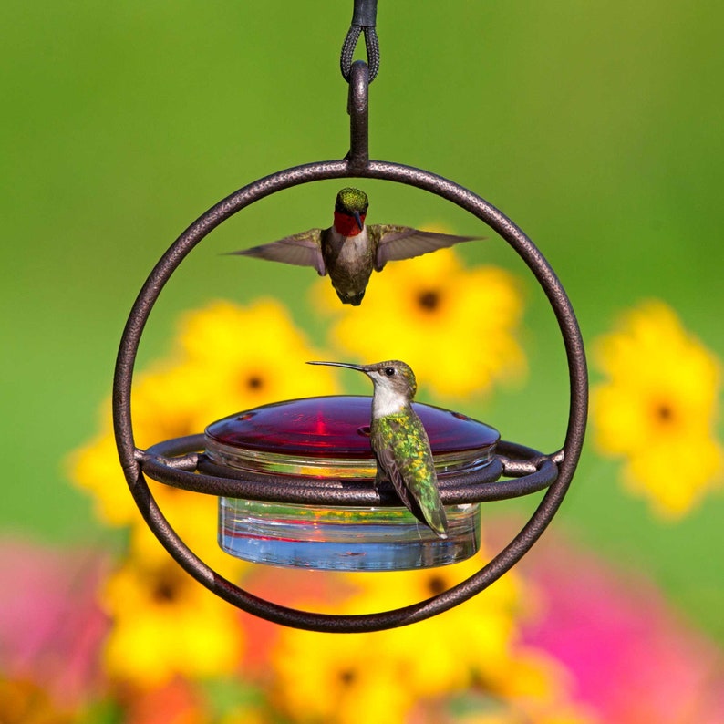 Hummble Bold Hummingbird Feeder Copper