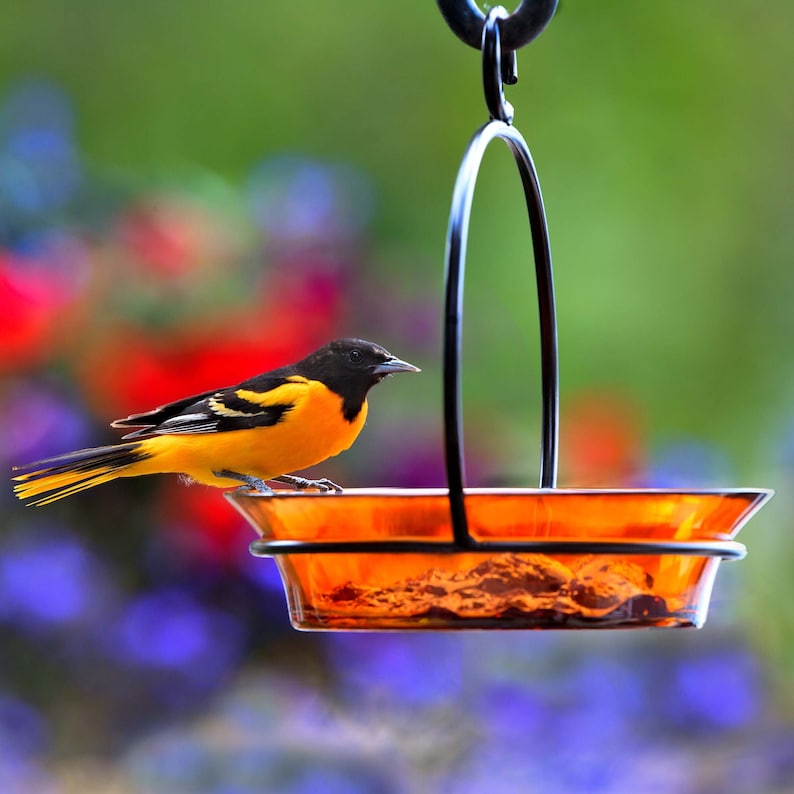 A 7 and three quarter inch recycled glass dish with flaired edges is suspended in a black metal horizontal ring, A vertical metal hanger attaches at each side, creating places for birds to perch. An open top hook is attached for hanging.