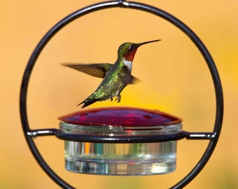 Op de afbeelding: Een kolibrie zweeft in de buurt van een glazen vogelvoeder met een rode bovenkant. De voederbak is opgehangen in een zwarte metalen ring. De kolibrie heeft groene en rode veren, met zijn vleugels gespreid in de vlucht.