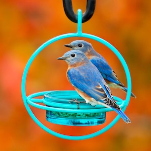 Hummble Bold Bird Feeder | Hanging Bird Feeders for Garden and Yard Decor – Outdoor Birdfeeder & Unique Gift for Her