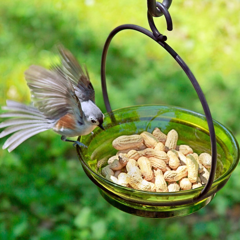 An image of the lime feeder filled with peanuts in the shell. Green grass is blurred in the background. A happy gray bird has landed on the glass bowl edge, wings flared, ready for a treat.