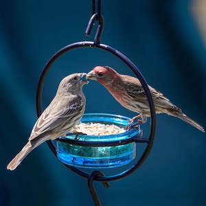 7” Hummble Basic Bird Feeder