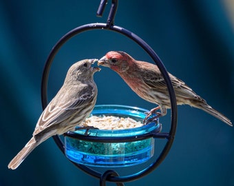 Hanging Bird Feeder for Mealworms or Suet – Recycled Glass Songbird Feeder for Bluebirds and Orioles