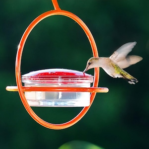A hummingbird hovers, drinking from an orange-framed, red-lidded, clear glass feeder against a blurry green background.