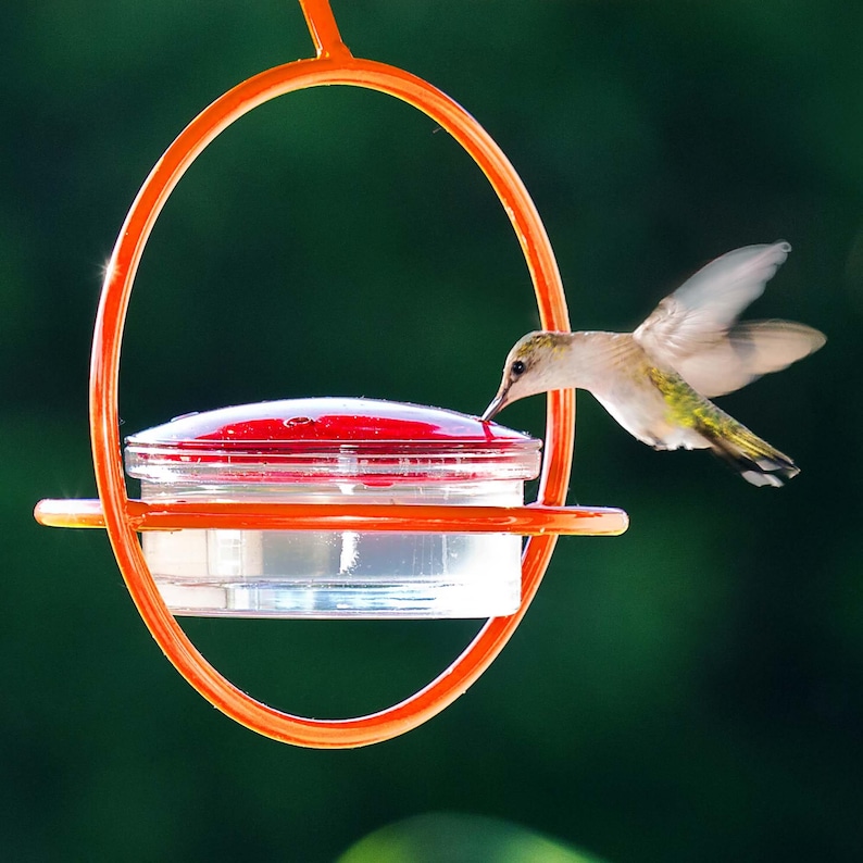 A hummingbird hovers, drinking from an orange-framed, red-lidded, clear glass feeder against a blurry green background.