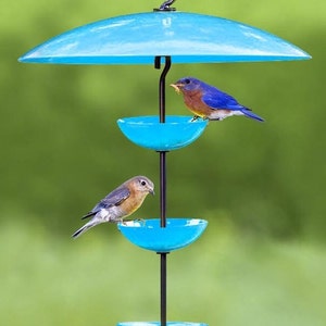 May include: A blue bird feeder with a blue umbrella top and three blue bowls. Two bluebirds are perched on the feeder.