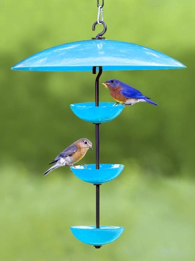 May include: A blue bird feeder with a blue umbrella top and three blue bowls. Two bluebirds are perched on the feeder.