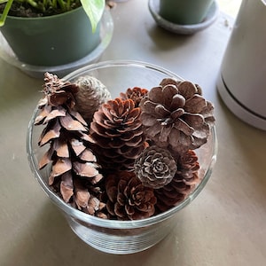 Pine Cones (assorted eastern ct) for Decoration, DIY,