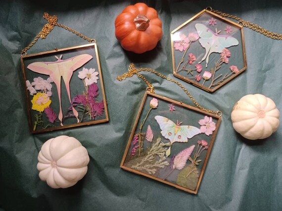 Pressed Flower Glass Luna Moth, gold butterfly faux taxidermy, victorian goth witchy goblincore cottagecore fairycore oddity curio wall cute