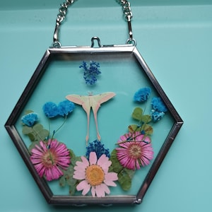 May include: A hexagonal glass frame with a silver chain, showcasing a preserved moth and dried flowers. The arrangement includes pink and white daisies, blue accents, and a pale green moth against a teal background.