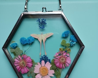 Pressed Flower Frame, Faux Luna Moth, Gold Glass Oddity