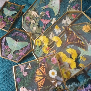 May include: A collection of framed botanical art pieces featuring pressed flowers and insects. The frames are gold-colored with geometric shapes, showcasing butterflies, moths, and bees alongside colorful dried flowers and foliage. The art pieces are displayed on a teal surface.