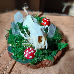 May include: A small animal skull with white teeth is displayed on a bed of green moss with red and white mushroom accents. The skull is surrounded by clear quartz crystals.