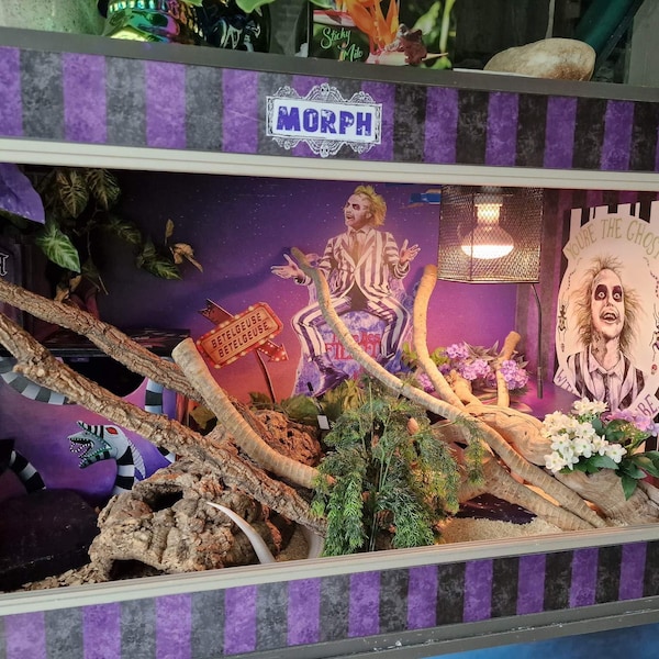 Vivarium Background Etsy UK