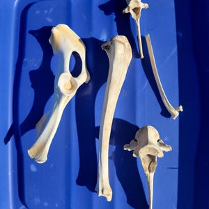May include: An assortment of animal bones, including a hip bone, leg bone, and vertebrae, are arranged on a blue plastic tray. The bones are off-white with some areas of tan and brown. The lighting creates shadows.