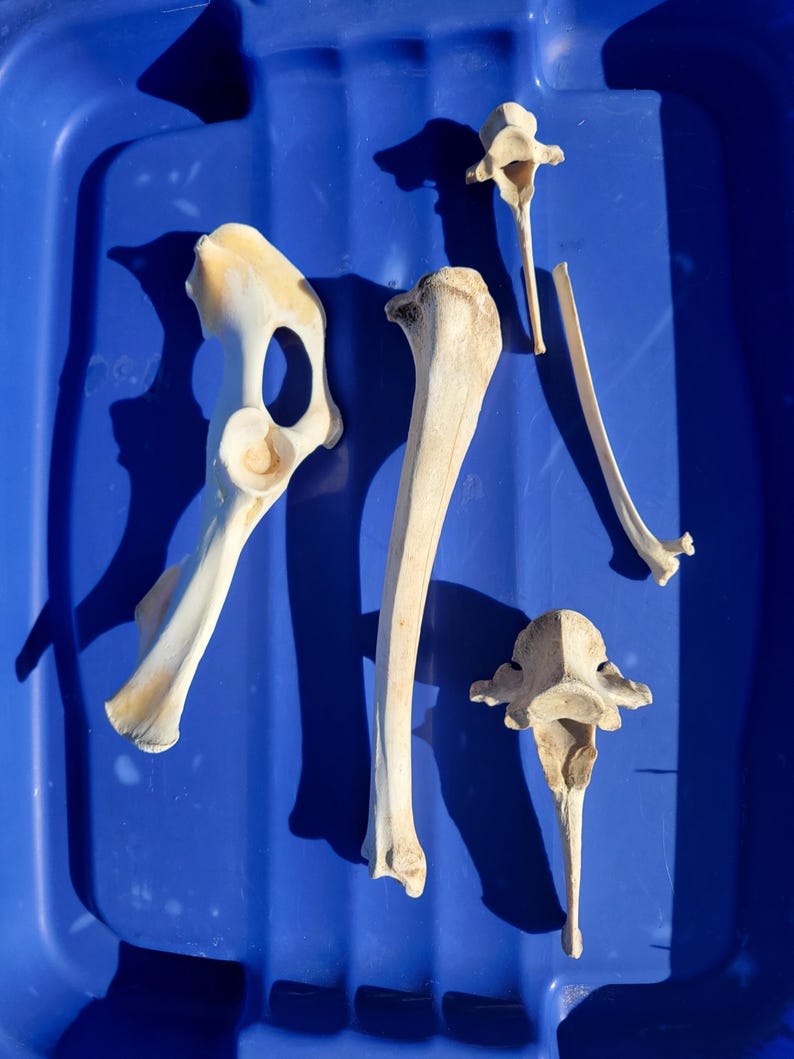 May include: An assortment of animal bones, including a hip bone, leg bone, and vertebrae, are arranged on a blue plastic tray. The bones are off-white with some areas of tan and brown. The lighting creates shadows.