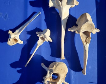 Vertebrae Bones 5 piece