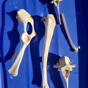 May include: An overhead shot of several animal bones, including a hip bone, a long bone, and vertebrae, arranged on a blue surface. The bones are off-white with some areas of discoloration.