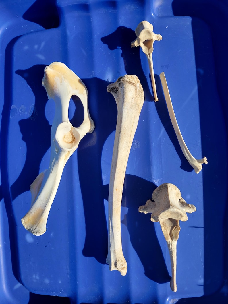 May include: An overhead shot of several animal bones, including a hip bone, a long bone, and vertebrae, arranged on a blue surface. The bones are off-white with some areas of discoloration.