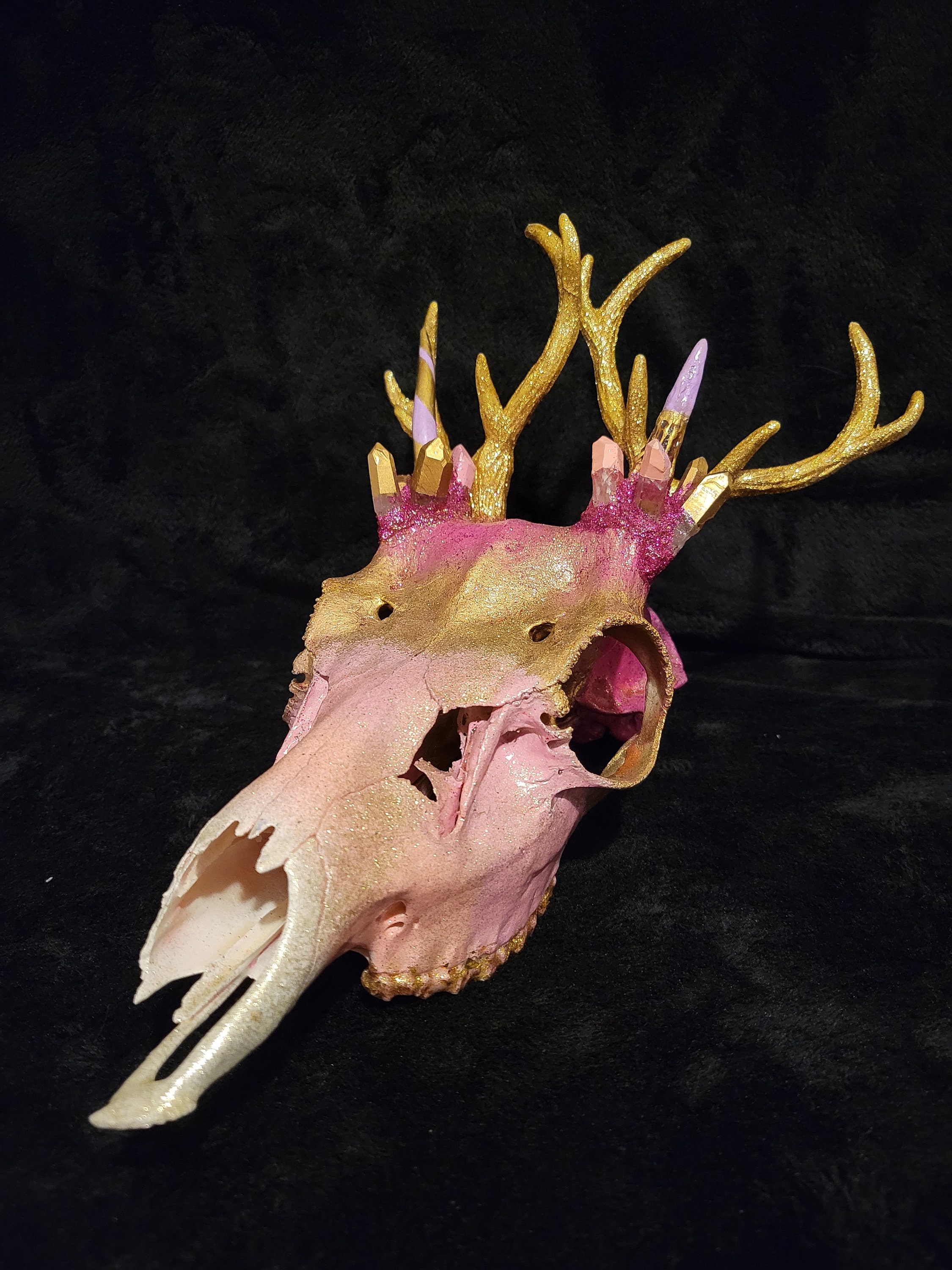 Weird Animal Skulls - Etsy Canada Weird Animal Skulls - Etsy Canada