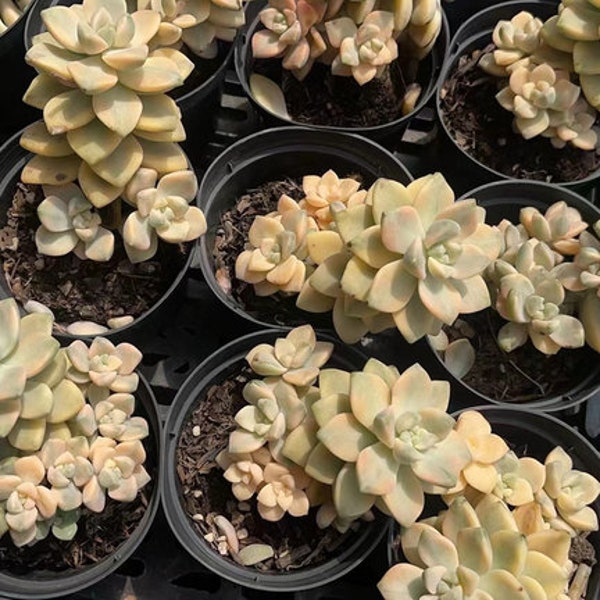 Rare succulent - Graptopetalum Tituban Variegated