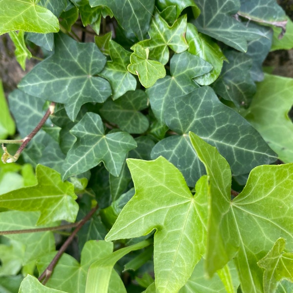 1 Live English Mountain Ivy- Bareroot