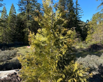 1 Live California Incense Cedar (Calocedrus Decurrens) Saplings Bare Root - Set of 1; Quick Growing Shade Tree (MEDIUM 10"-16")