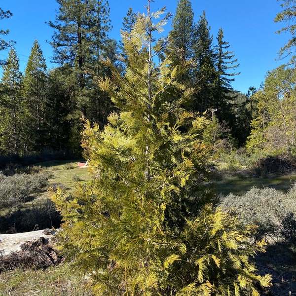 1 Live California Incense Cedar (Calocedrus Decurrens) Saplings Bare Root - Set of 1; Quick Growing Shade Tree (LARGE 16"-28")