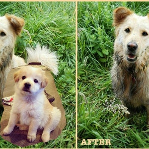 Custom Pet Portrait. Then and now pet portrait. Pet Art. Pet Memorial Gift, Pet Loss Memorial, Pet Double Edit, Growing Pet Gift