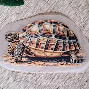 Könnte beinhalten: Detaillierte Illustration einer Schildkröte mit gemustertem Panzer in Braun-, Beige- und Weißtönen. Die Schildkröte ist auf einer hellen, strukturierten Oberfläche dargestellt, wobei Kopf und Beine sichtbar sind. Das Kunstwerk hat einen realistischen Stil.