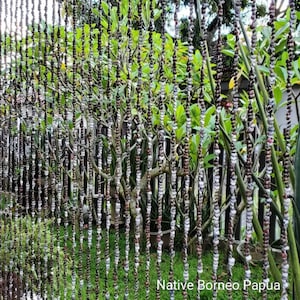 Peut inclure: Un rideau de perles composé de matériaux naturels, probablement des coquillages ou des graines, dans des tons de brun, blanc et rouge. Le rideau est suspendu devant un jardin verdoyant luxuriant avec une pancarte indiquant "Native Borneo Papua".