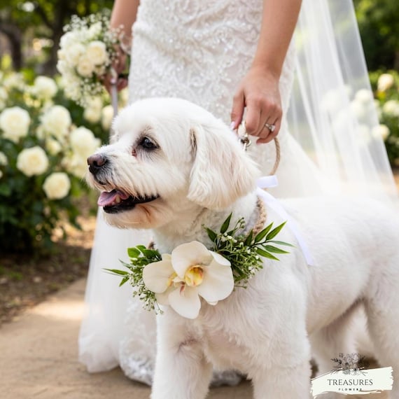 Dog Flower Collar, Dog Collar, Dog Wreath, Dog Wedding Collar, White Orchid Collar, Dog Wedding Flower, Artificial Flower, Flower for dog.