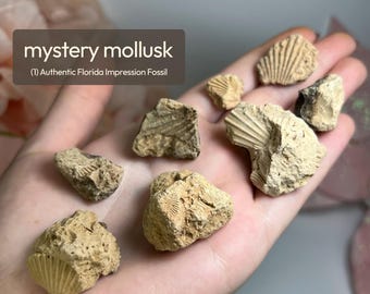 Fossil! Mystery Mollusk ~1 Mystery Pc | North Florida Fossils | Fossilized Marine specimens | Michocene Epoch | Shell Impressions & molds