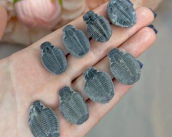 Trilobite Fossil | Elrathia Kingii | Genuine Prehistoric Extinct Marine Arthropods | Choose Yours!