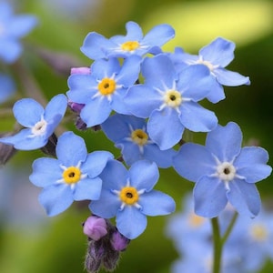 Orecchini in resina Non ti scordar di me, orecchini fiori blu, orecchini non dimenticarmi, piccoli orecchini resina e fiori veri immagine 3