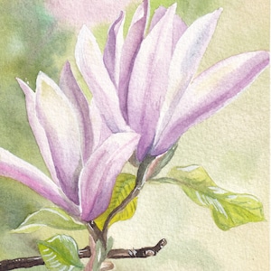 Magnolia Blossoms - Original Watercolour