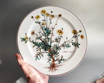 5 platos llanos XL de 27 cm de diámetro / 10,6" de la serie Vintage BOTANICA de Villeroy & Boch, con diseño de plantas de farmacia con raíces.