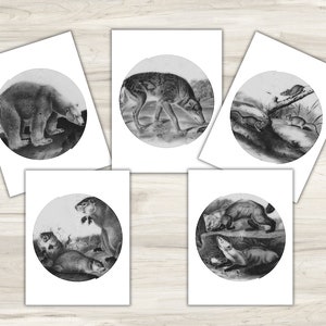animal spiroglyphics