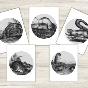 wildlife spiroglyphics