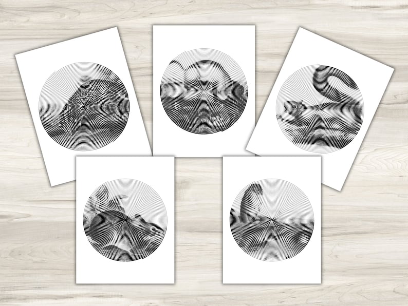 wildlife spiroglyphics