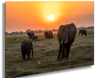 Könnte beinhalten: Eine Herde Elefanten geht bei Sonnenuntergang über eine grasbewachsene Wiese. Die Sonne geht im Hintergrund unter und wirft einen warmen orangenen Schein auf die Szene. Die Elefanten sind vor dem Himmel silhouettiert.