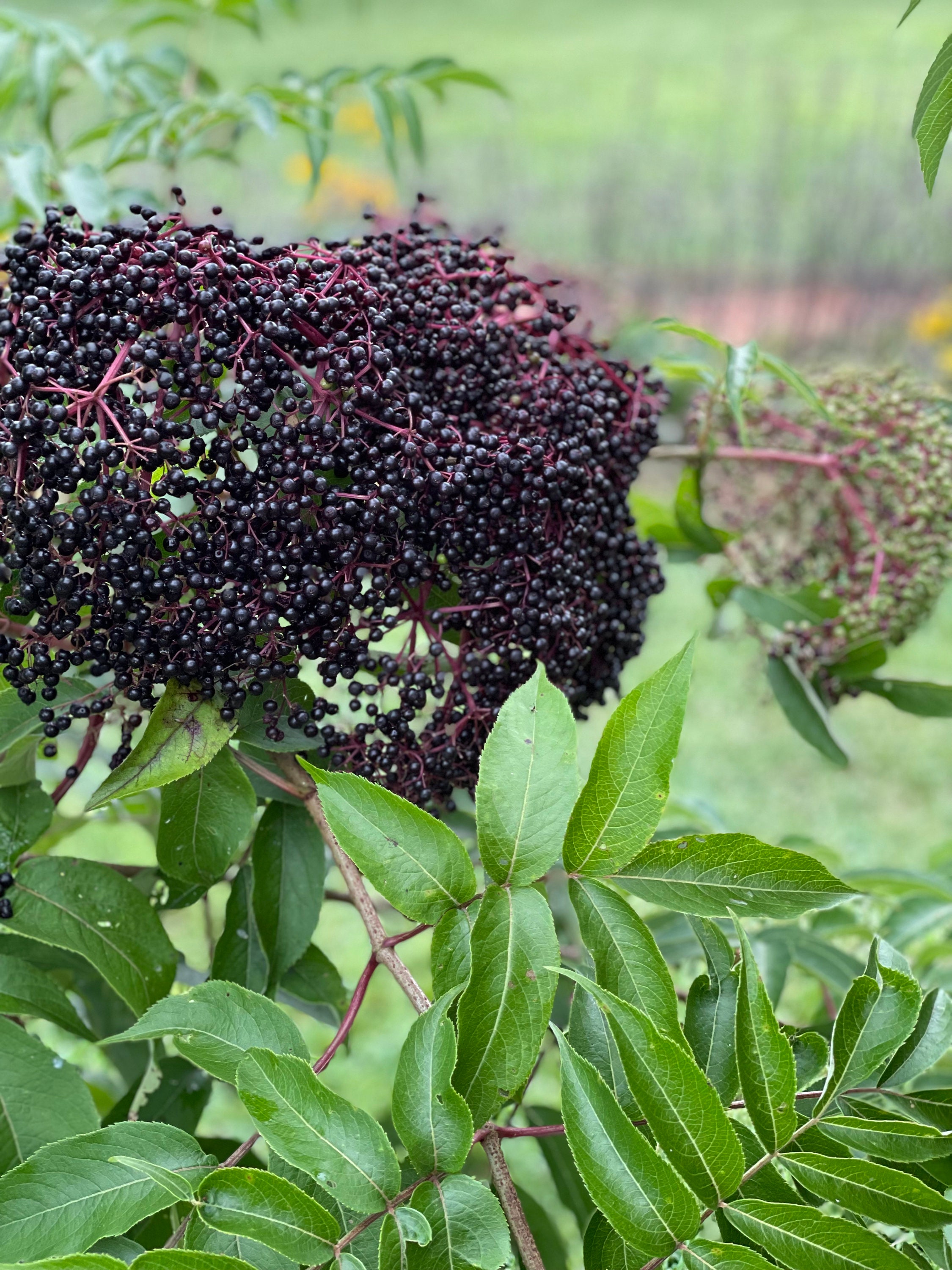 10 Pack 5 NOVA 5 ADAMS Elderberry Cuttings Etsy